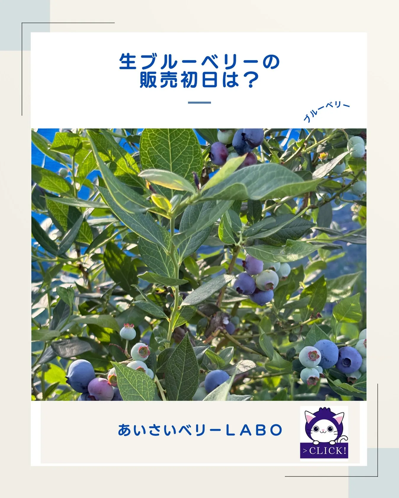 生ブルーベリーの販売初日について【自販機】