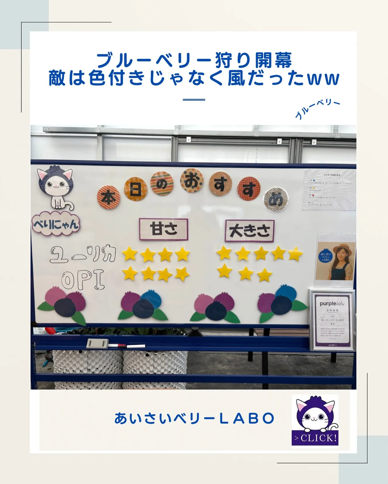 ブルーベリー狩り開幕！