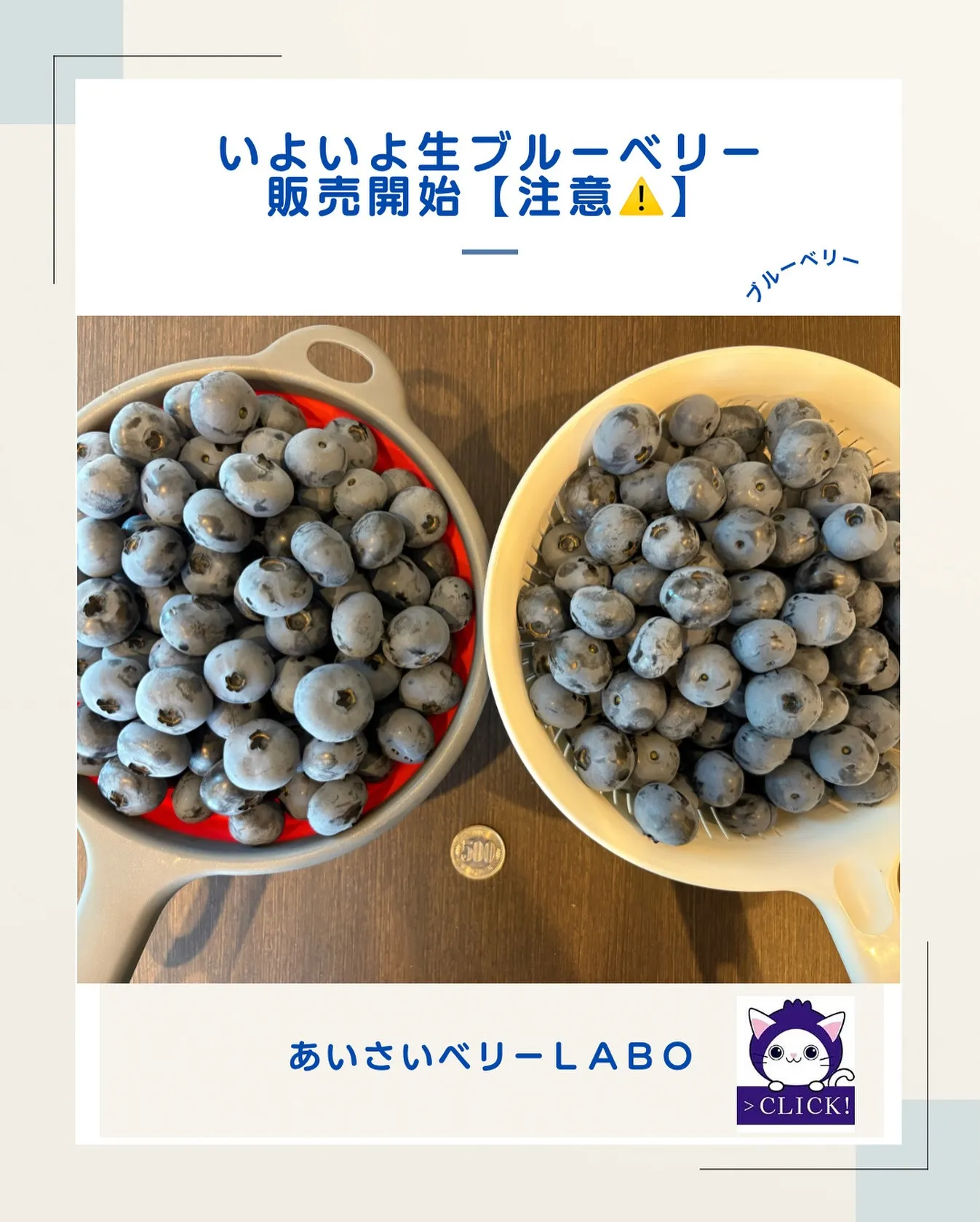 いよいよ生ブルーベリー販売開始