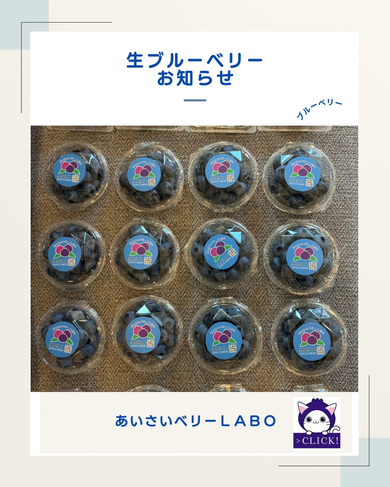 生ブルーベリーについてお知らせ