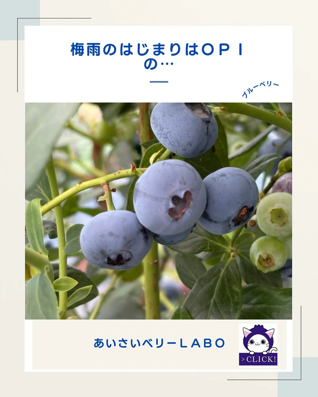 梅雨のはじまりはＯＰＩの落下祭りのはじまりです