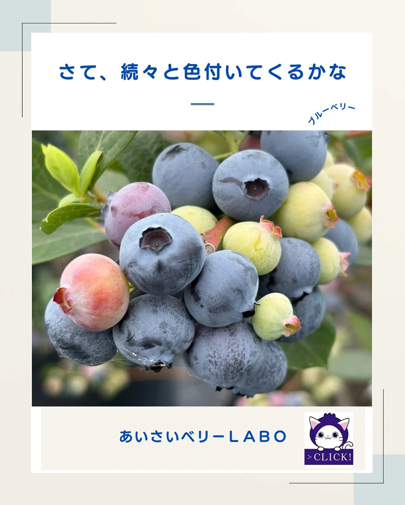 生ブルーベリー