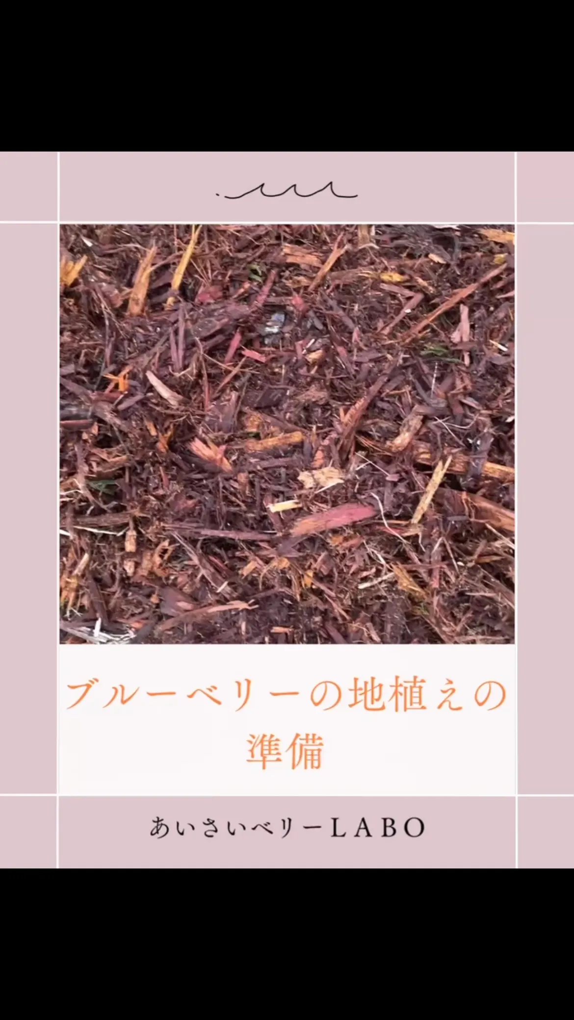 ブルーベリーの地植えの準備