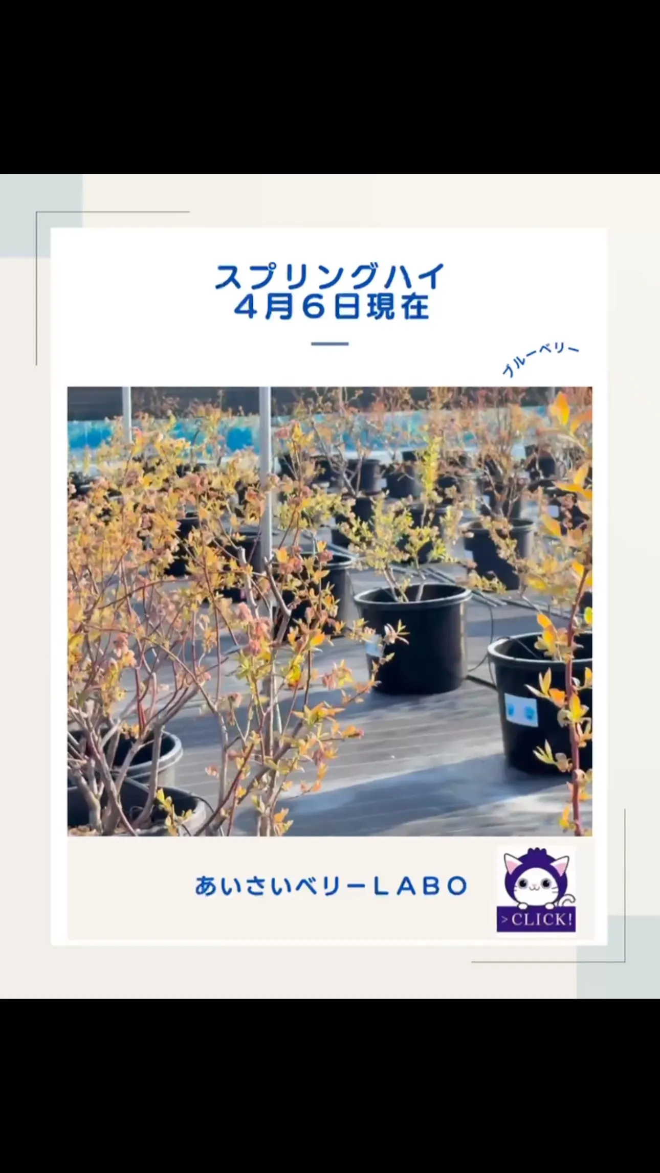 スプリングハイ