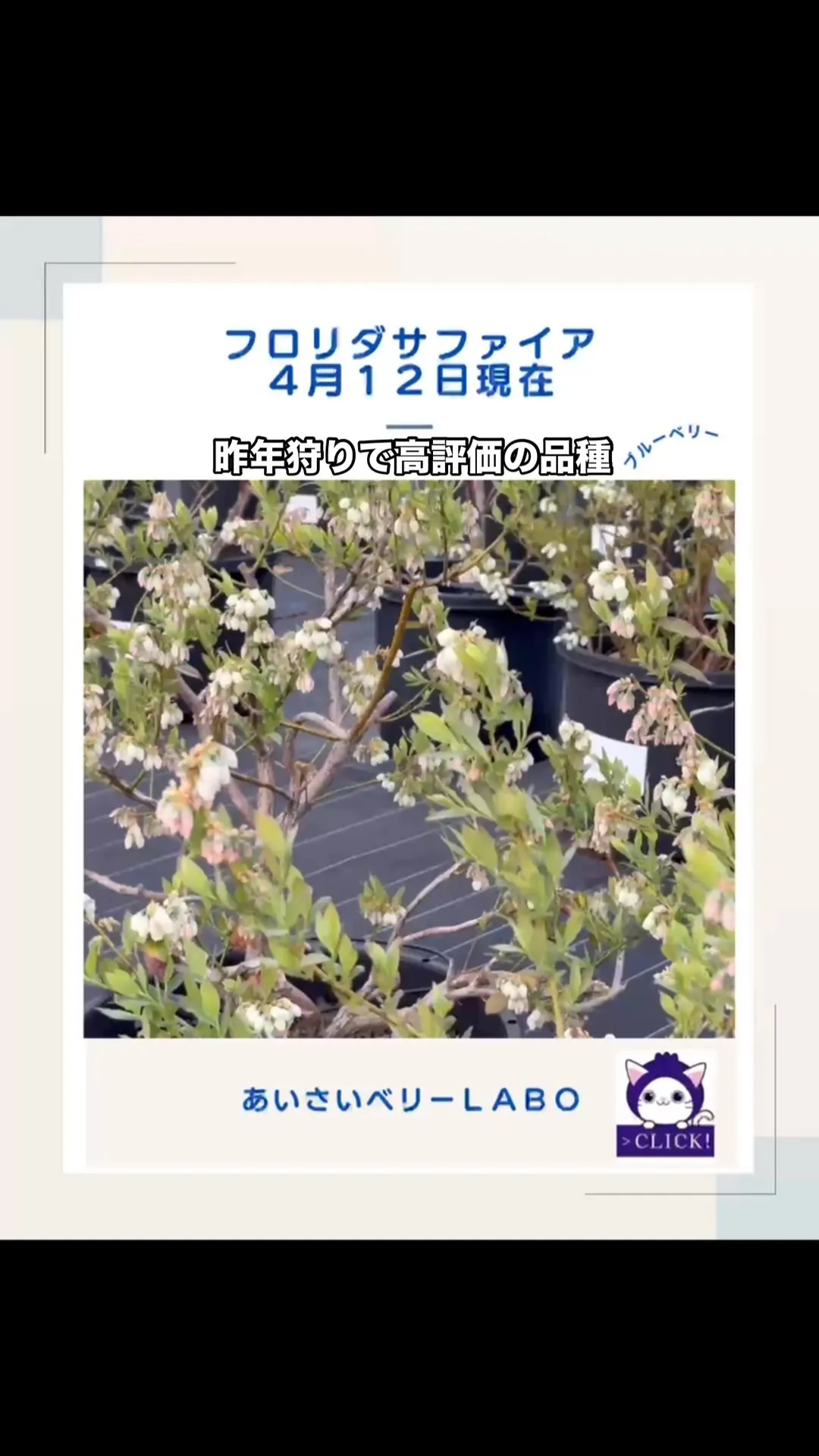 フロリダサファイア