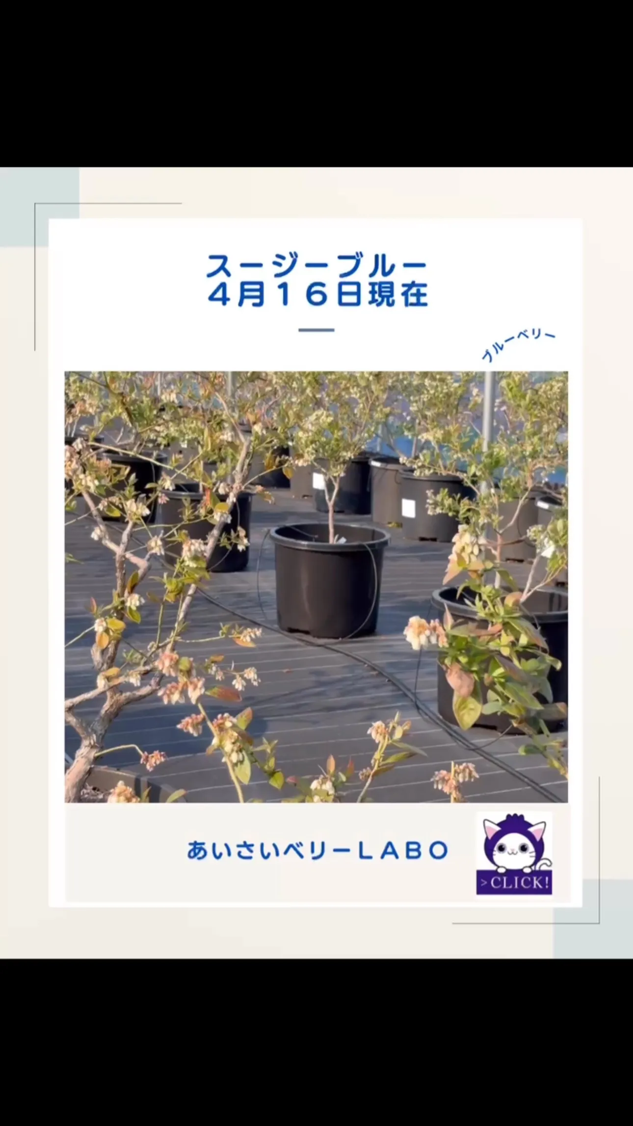 スージーブルー