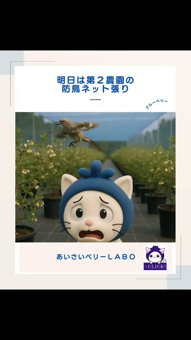 第２農園のネット張り