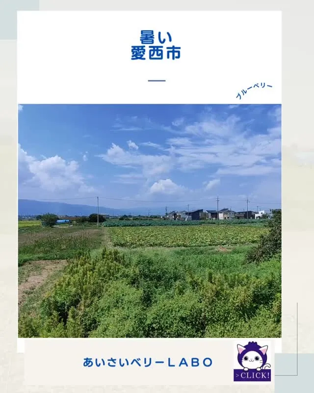 愛西市暑いです