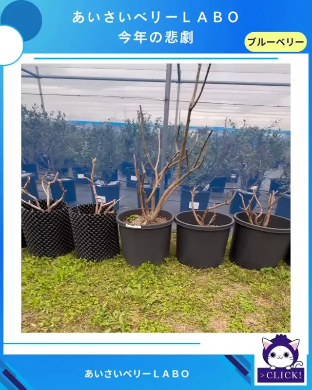 起きた悲劇を少しお伝えします。