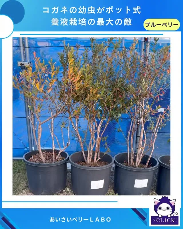 コガネムシの幼虫