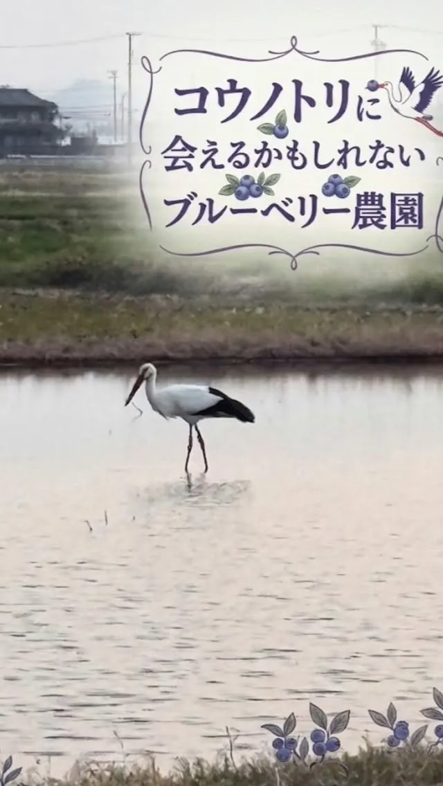 夕日とコウノトリ