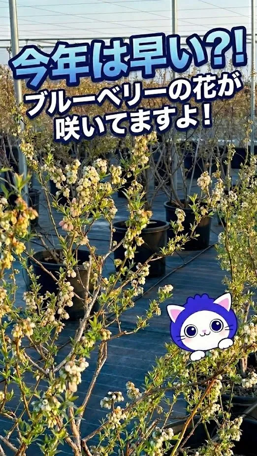 もう満開が近づいてきています？