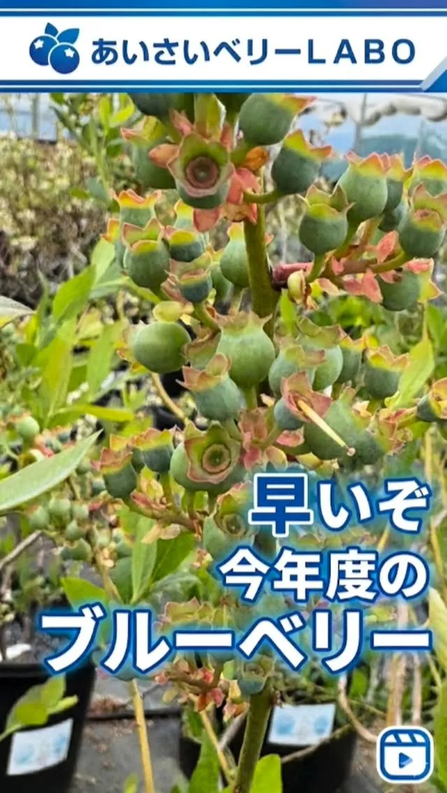 受粉結果が出てきています