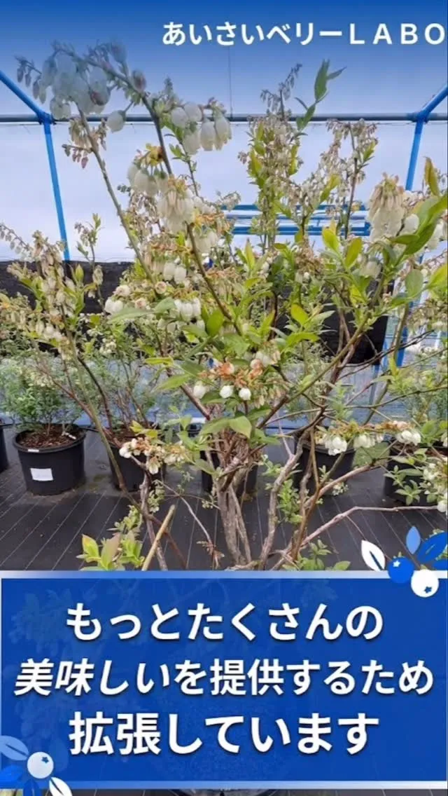 美味しい生ブルーベリー、その加工品提供したい