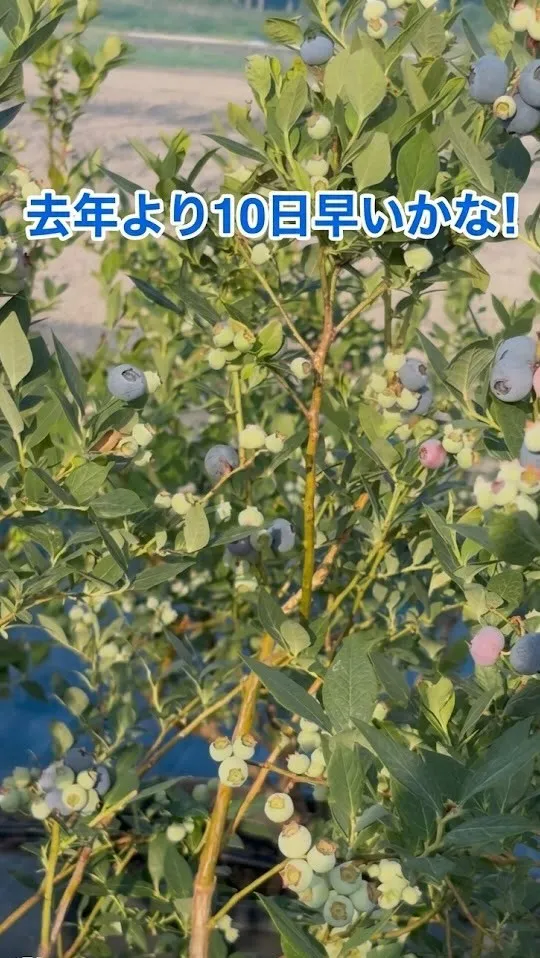 去年より10日ほど早いようです