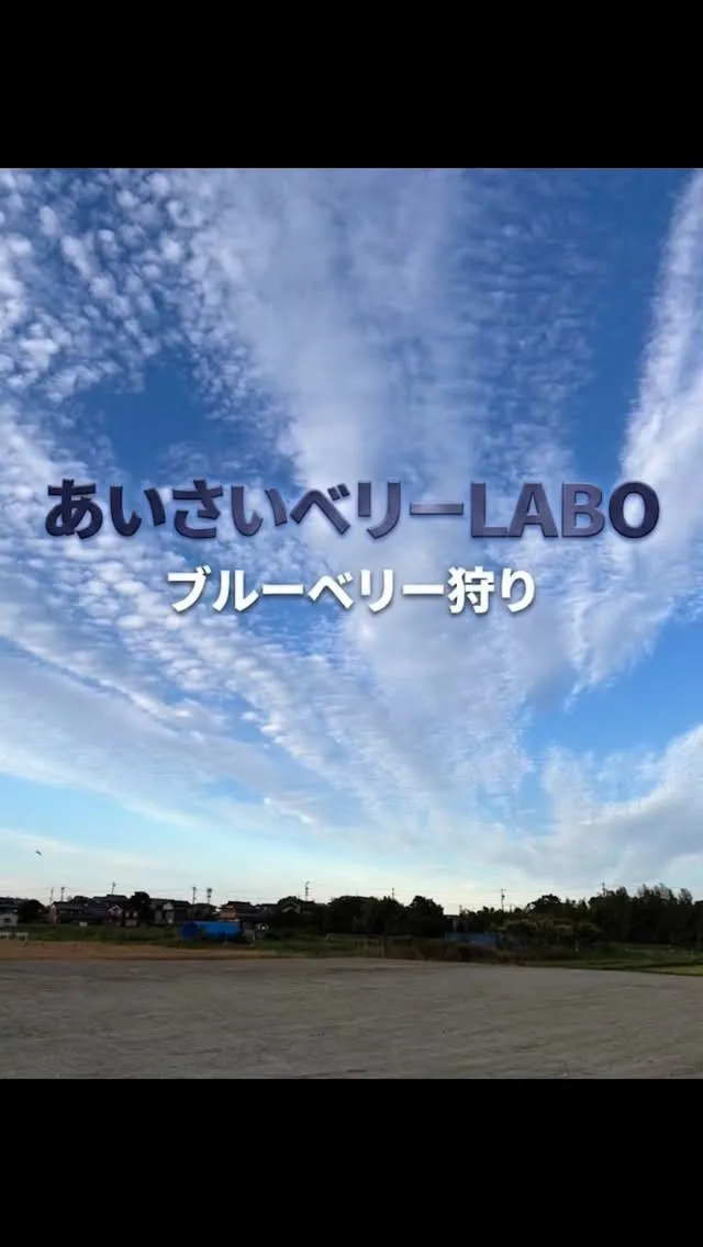 あいさいベリーＬＡＢＯのブルーベリー狩り