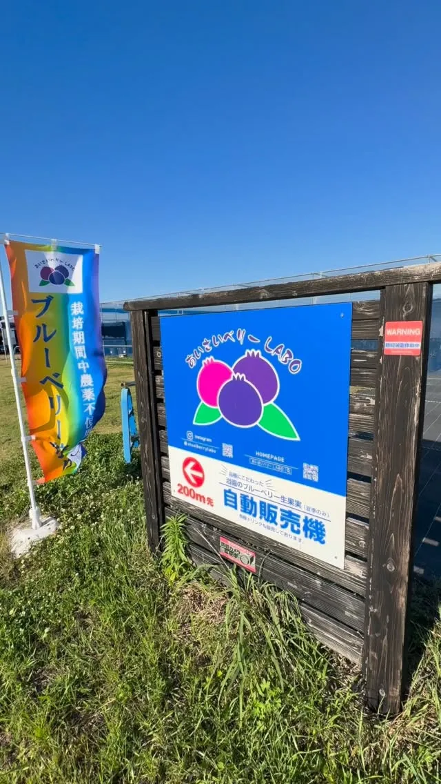 あいさいベリーＬＡＢＯのブルーベリー狩り