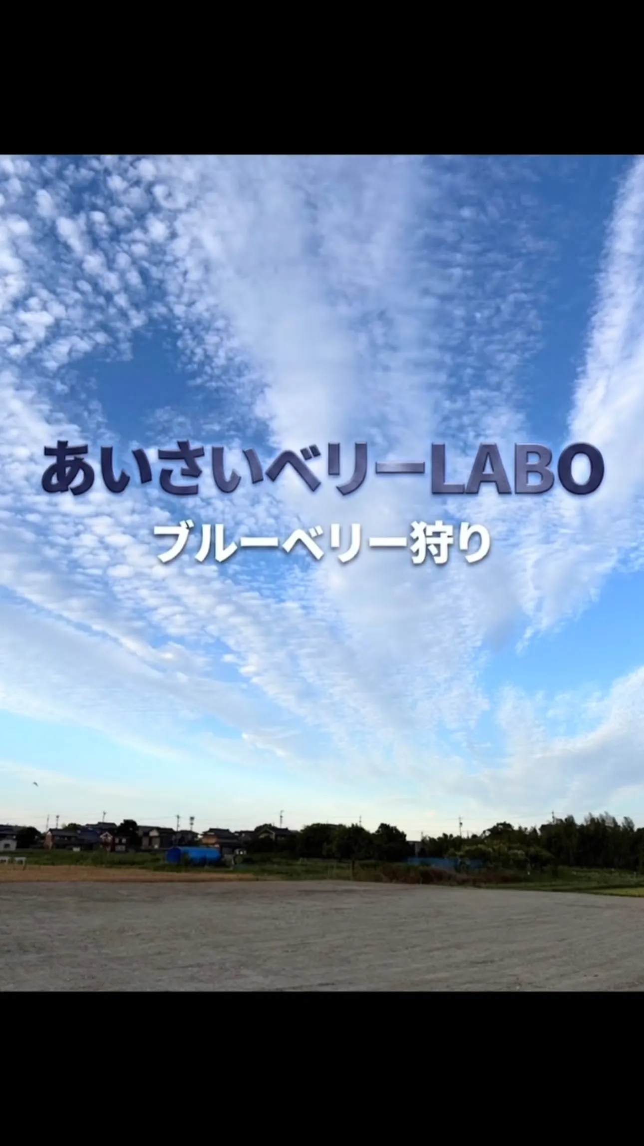 あいさいベリーＬＡＢＯのブルーベリー狩り