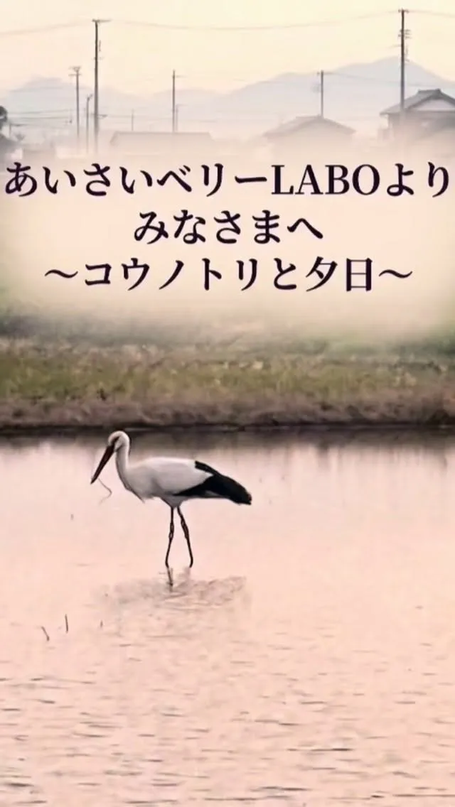コウノトリと夕日