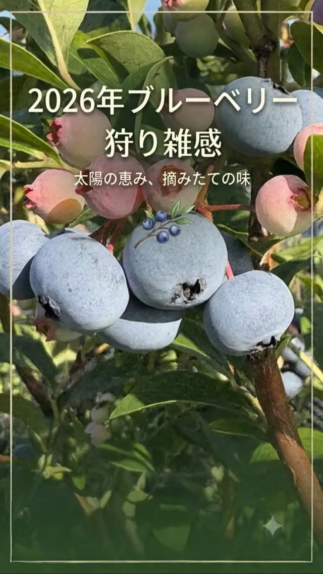 2026年ブルーベリー狩り雑感